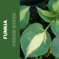 Funkia   "Dream Queen"